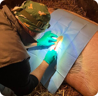 Terénna veterinárna ambulancia – MVDr. Šimon Adam pri práci